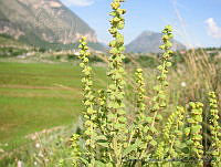 EEC0012 Ambrosia psilostachya.jpg