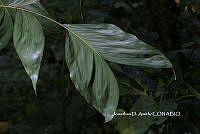 ME010 JA 00158 Chamaedorea pinnatifrons (Jacq.) Oerst., 1859.JPG