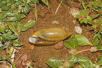JCC0426 Streptostyla potosiana.JPG