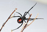 MASM06972 Latrodectus mactans.jpg