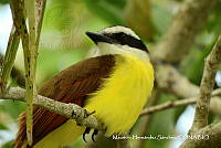 MHS0042 Pitangus sulphuratus.JPG