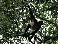 TDJOM009 Ateles geoffroyi.jpg