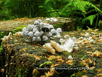 MN6PyH0027 Coprinellus disseminatus.jpg