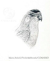 MAPM1009 Glossopsitta porphyrocephala.jpg