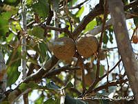 MEGA 0803 Morisonia americana.JPG