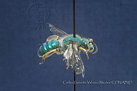 CGVM1220 Paragapostemon coelstinum.jpg