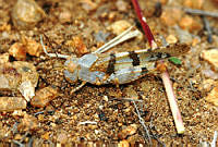 FMB0006 Lactista micrus.jpg