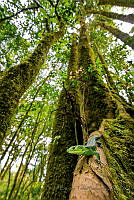 BETB01 Abronia smithi.jpg