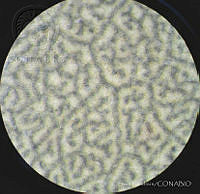 SL2687 Atriplex suberecta.jpg