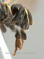 NE011 0062 Paratrigona opaca (Cockerell, 1917).jpg