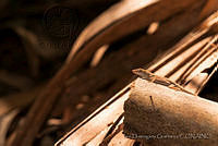 IDG0501 Anolis lemurinus.jpg