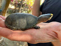 TB 001 Kinosternon vogti.jpg