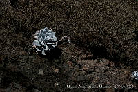 MASM01379 Echeveria laui.jpg