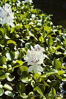 029 Eichhornia crassipes.jpg