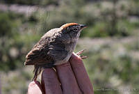 KMS0001 Aimophila ruficeps.jpg