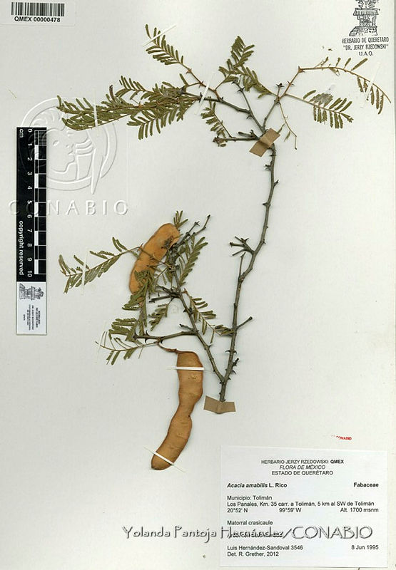 YPH0007%20Acacia%20amabilis.jpg.rie2zf30MZVVF81hQA3g0JtbmFja29CbnFuZ3NAbXJ6LGtwZwA.Q2zucEKvoL