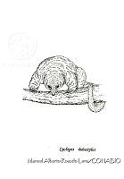 MARL0220 Cyclopes didactylus.jpg