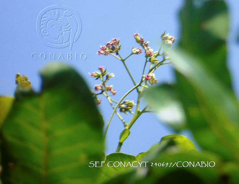 ZG018%200073%20Anacardium%20occidentale.jpg.nye1o7b1MWVB3SFjQA3g0JtbmFja29CbnFuZ3NAbXJ6LGtwZwA.zJT1g7O9jv