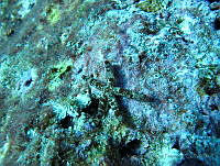 VDLCF0532 Copidaster lymani.jpg