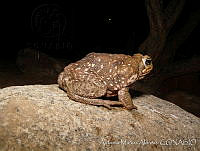 AMA0020 Rhinella horribilis.jpg
