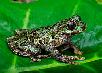 VHJA 0024 Charadrahyla viruela.jpg