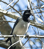 AAKVDH 0342 Cyanocorax colliei.JPG
