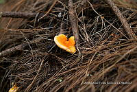 ZAPF 0806 Hygrophoropsis aurantiaca.jpg