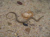 AMA0139 Thamnophis proximus.jpg