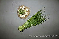 RBB0330 Allium kunthii.jpg