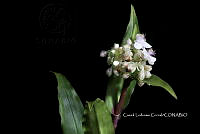 Zongo 0138 Tripogandra serrulata.jpg