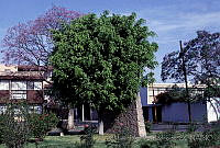 MAR0089 Ficus benjamina.jpg