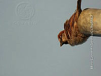 MCS IM0142 Passer domesticus.jpg