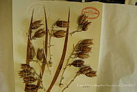 EFMH0050 Yucca thompsoniana.JPG