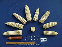 TampJVG168 Zea mays.jpg