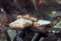 SMM019 Cyphoma gibbosum.jpg