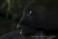 MASM06306 Panthera onca.jpg