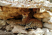 EGP0063 Panthera onca.jpg