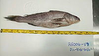 RE006 0051 Totoaba.tif