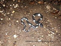 PJ016 0268 Tropidodipsas zweifeli.JPG