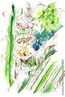 JMRM0022 Pilosocereus cometes.jpg