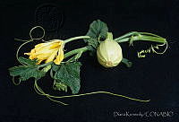 DK2130 Cucurbita sp..jpg