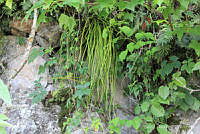 SL0523 Campyloneurum angustifolium.jpg