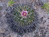 OTVHK040-893 Stenocactus crispatus.TIF