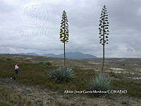 AJGM0032 Agave applanata.JPG