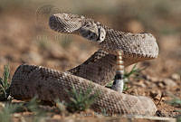 RHLS0017 Crotalus atrox.jpg