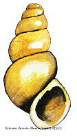 RAA1023 Coxiella sp.jpg