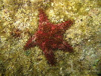 ISA071 Asteropsis carinifera.jpg