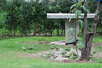 PRB0214 Myiopsitta monachus y Quiscalus mexicanus.jpg