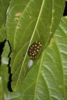 LAMH062 Agalychnis callidryas.jpg