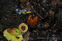 DK0775 Fungi.jpg